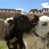 piccolo yak a Demul