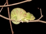Madagascar