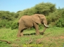 Tanzania-Kilimanjaro